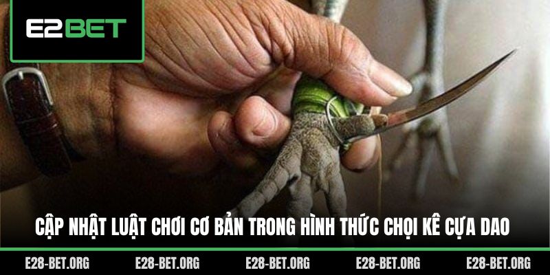 Cập nhật luật chơi cơ bản trong hình thức chọi kê cựa dao Cập nhật luật chơi cơ bản trong hình thức chọi kê cựa dao